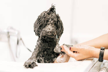Unkenntlicher Kropfpfleger wäscht flauschigen Hund in der Dusche vor dem Haarschnitt in der Tierklinik - ADSF15756