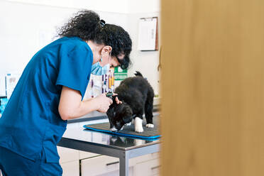 Side view of adult woman in uniform and medical mask checking ear of adorable puppy in office of modern clinic - ADSF15764