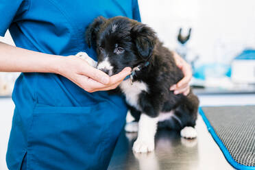 Unrecognizable doctor in blue uniform hugging cute puppy on table while working in modern veterinary clinic - ADSF15765