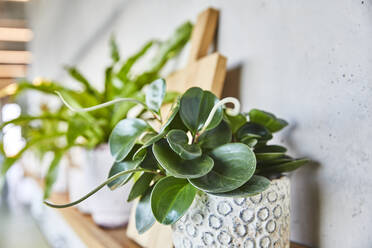 Close-up of potted plant - FMKF06324