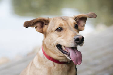 Hund streckt die Zunge heraus, während er im Freien steht - EYAF01320