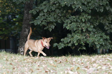 Hundespaziergang im öffentlichen Park - EYAF01327