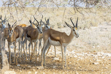 Springbockherde, Etosha-Pfanne, Namibia - FSIF05206