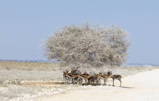 Springbockherde im Schatten eines einsamen Baumes, Etosha-Pfanne, Namibia - FSIF05207