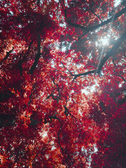 Blick von unten idyllisch sonnig leuchtend rote Herbstblätter am Baum - FSIF05361