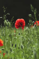 Red poppy growing in sunny field - FSIF05367