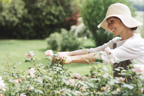 Smiling woman picking roses in garden - ALBF01580