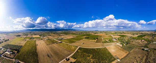 Panoramablick auf Olivenfelder gegen bewölkten Himmel an einem sonnigen Tag, Mallorca, Spanien - AMF08517