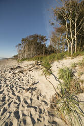 Trees along sandy coastal beach of Darss peninsula - MYF02298