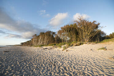 Trees along sandy coastal beach of Darss peninsula - MYF02299
