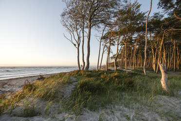 Bäume am Sandstrand der Halbinsel Darss - MYF02301