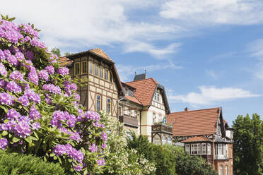 Deutschland, Thüringen, Eisenach, Blumenblüte vor historischen Villen im Predigerberg/Hainsteinviertel - GWF06759