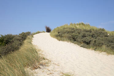 Strandhafer auf einer Sanddüne am Strand vor blauem Himmel an einem sonnigen Tag - WIF04328