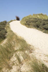 Grünes Strandhafer auf einer Sanddüne am Strand vor blauem Himmel an einem sonnigen Tag - WIF04329