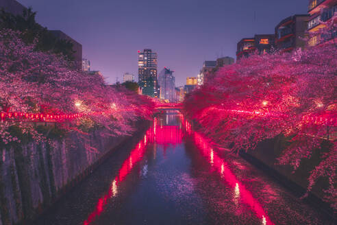 Meguro-Fluss inmitten von beleuchteten Kirschbäumen bei Nacht, Tokio - LCUF00129