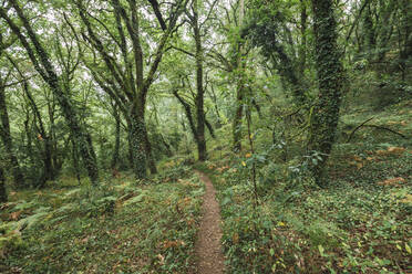 Fußweg inmitten von grünen Pflanzen und Bäumen, die in einem üppigen Wald wachsen - RSGF00295