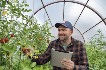 Lächelnder Mann, der ein Tablet benutzt, während er eine Tomate im Gewächshaus untersucht - KNTF05483