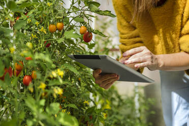 Umweltschützer bei der Untersuchung einer Tomatenpflanze im Gewächshaus mit einem digitalen Tablet - KNTF05485