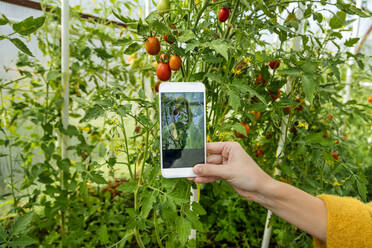 Frau fotografiert Tomatenpflanze mit dem Handy im Gewächshaus - KNTF05487