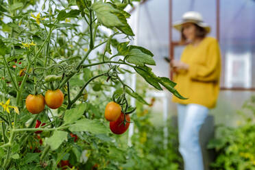 Woman using mobile phone while standing at greenhouse - KNTF05489