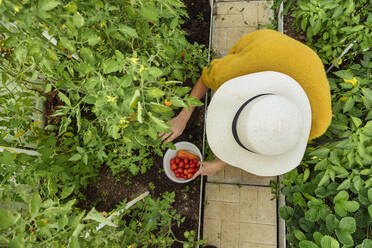 Frau mit Hut, die im Gewächshaus sitzend frische Tomaten und Paprika pflückt - KNTF05497