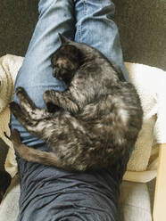 Brown cat sleeping on lap of his owner - EVGF03828