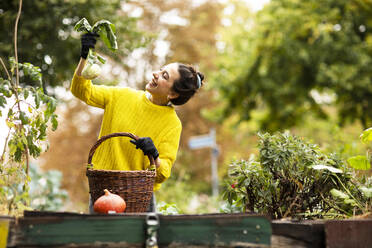 Lächelnde Frau mit Kohlrabi in der Hand, während sie an einem Korb im städtischen Garten steht - SGF02684