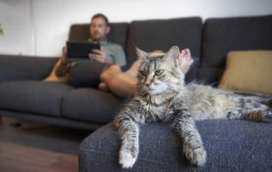 Cat lying against man relaxing on sofa using digital tablet at home - VEGF02994