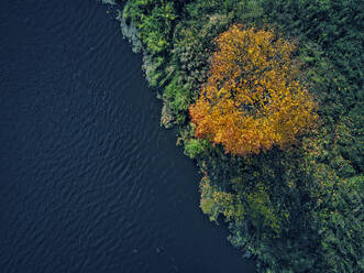 Gelber Herbstbaum am Bethany-Teich an einem sonnigen Tag - KNTF05614