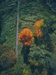 Drone view of orange autumn tree by footpath on sunny day - KNTF05619