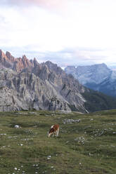 Weidende Kuh auf einer Wiese vor den Dolomiten bei Sonnenuntergang, Sextner Dolomiten, Südtirol, Italien - MMAF01396