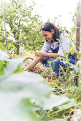 Glückliche Frau bei der Ernte von Bio-Gemüse im Garten - FMOF01189