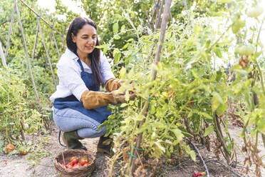 Glückliche Frau erntet frische Bio-Tomaten aus dem Gemüsegarten - FMOF01193