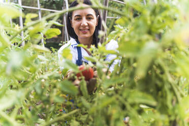 Lächelnde Frau erntet frische Bio-Tomaten aus dem Gemüsegarten - FMOF01194