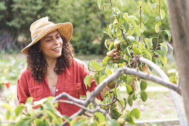 Smiling woman looking at fresh pears at vegetable garden - FMOF01205