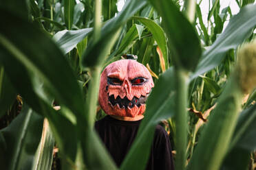 Anonyme Person mit gruseliger Halloween-Kürbismaske und schwarzem Mantel steht im Kornfeld und schaut in die Kamera - ADSF16327