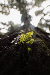 Zartgrüne Blätter auf einer Baumrinde in einem feuchten Wald an einem bedeckten Tag von unten - ADSF16463