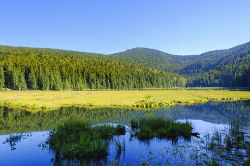 Panoramaaussicht auf den Kleinen Arbersee und den umliegenden Fichtenwald im Sommer - SIEF10053