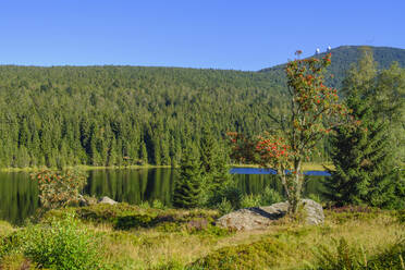 Panoramaaussicht auf den Kleinen Arbersee und den umliegenden Fichtenwald im Sommer - SIEF10054