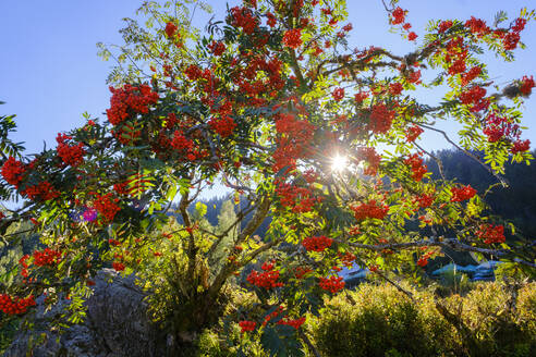 Vogelbeerbaum (Sorbus aucuparia), beleuchtet vom Sonnenlicht - SIEF10055