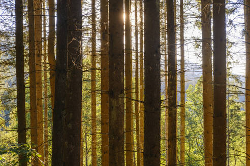 Fichten (Picea abies) im Bayerischen Wald - SIEF10058