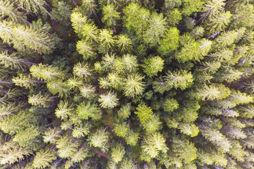 Drohnenaufnahme von grünen Fichten (Picea abies) im Bayerischen Wald - SIEF10060