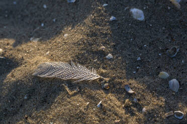 Wet feather lying on beach sand - ASCF01519