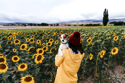 Young woman standing in front of sunflower field with pet dog in hands stock photo