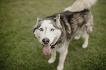 Siberian Husky hechelt, während er auf dem Rasen im Hinterhof steht - DSIF00172