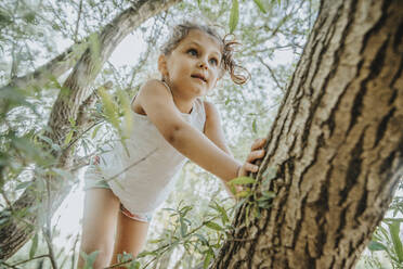 Kleines Mädchen klettert auf Weidenbaum - MFF06296
