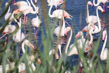 Große Gruppe von großen Flamingos (Phoenicopterus roseus) im Wasser an einem sonnigen Tag - DSGF02225