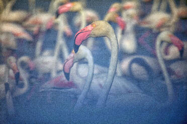 Großer Flamingo (Phoenicopterus roseus) im Wasser an einem sonnigen Tag - DSGF02226