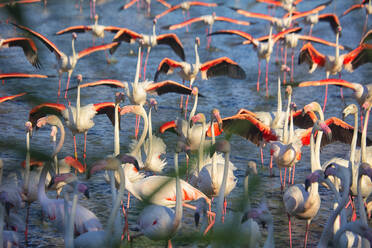 Gruppe von Flamingos (Phoenicopterus roseus) im Wasser an einem sonnigen Tag - DSGF02227