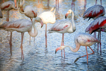 Flamingos (Phoenicopterus roseus) trinken Wasser an einem sonnigen Tag - DSGF02228